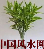 佳木斯十二生肖养什么植物最旺财运？你知道吗！